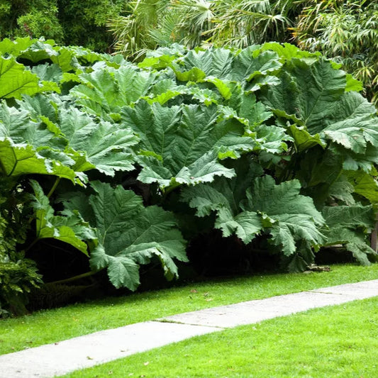 Gunnera Manicata Dinosaur Food Plant Huge 6-8 ft Leaves Live Potted Plants