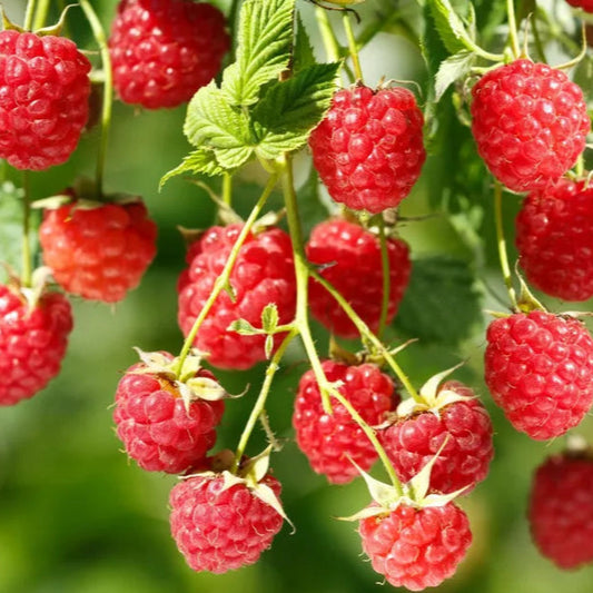 Canby Raspberry Fruit Plants | www.seedsplantworld.com