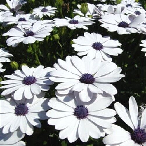 50 White African Cape Daisy Dimorphotheca Sinuata Flower Seeds | www.seedsplantworld.com