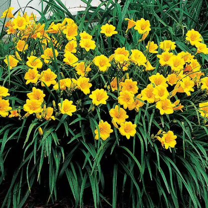 Stella De Oro Daylily 5 Fans/Root Systems Live Plant