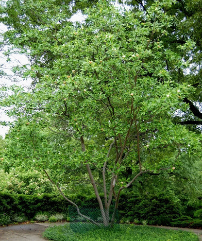 Sweetbay Magnolia Laurel Magnolia, Swamp Magnolia Live Plant  In Gallon Pot 2-3 Ft In Height