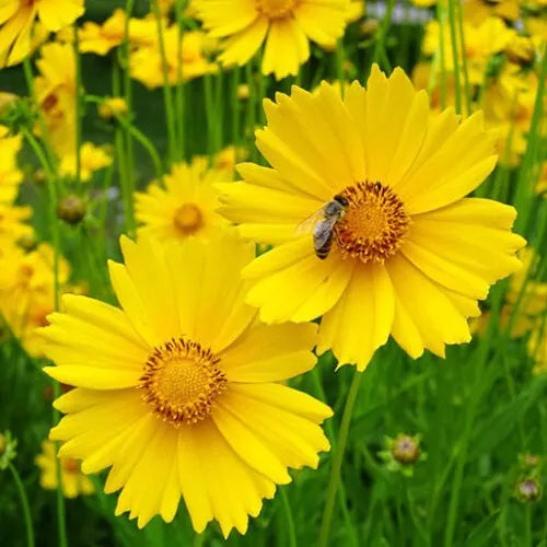 200 Lance Leaf Coreopsis Seeds Non-GMO Flower Seeds | www.seedsplantworld.com