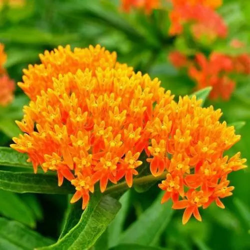 100 Milkweed Blend All Perennial Orange Common Showy Monarchs Usa Non-Gmo Seeds For Planting | www.seedsplantworld.com