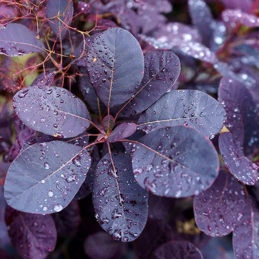 Purple Smoke Tree Live Plant 4" Pot