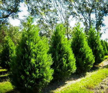 Leyland Cypress Tree Live Plant 2.5" Pot