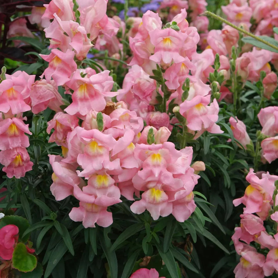 200 Appleblossom Apple Blossom Snapdragon Seeds Non-GMO Flower Seeds | www.seedsplantworld.com