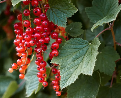 Gooseberry and Currant 1 Year Large Bare Root Plants (4 Varieties) | www.seedsplantworld.com