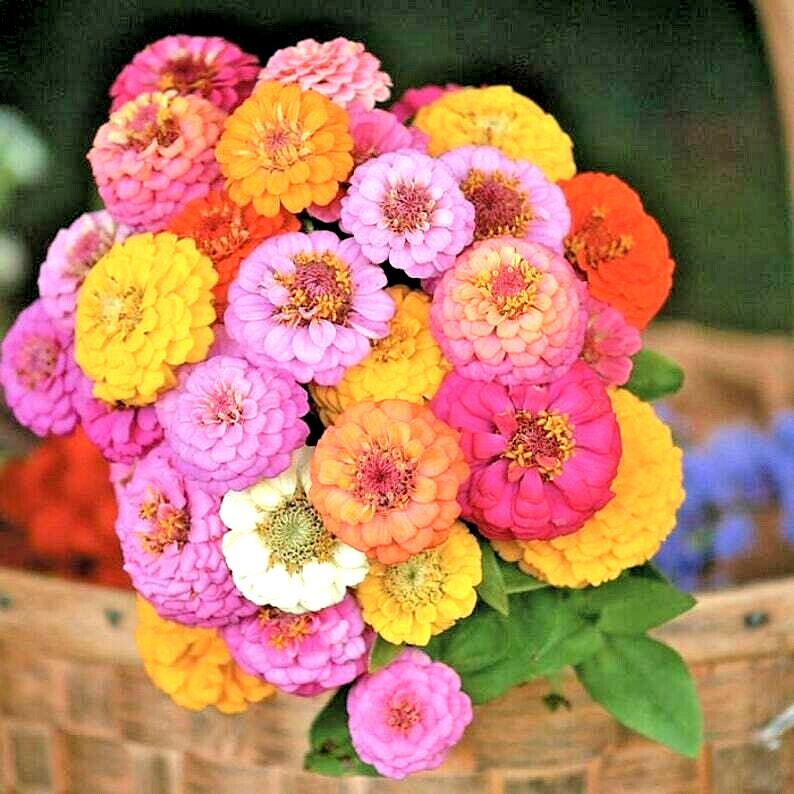 250 Zinnia Hummingbird Lilliput Seeds Spring Mix Flower Seeds | www.seedsplantworld.com