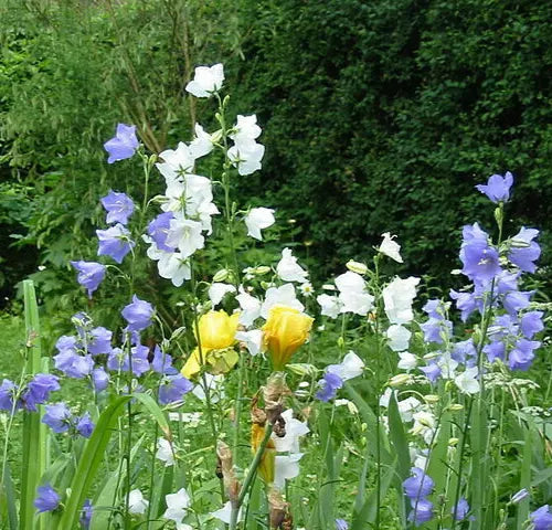 Peach Leaf Bellflower, 500 Seeds