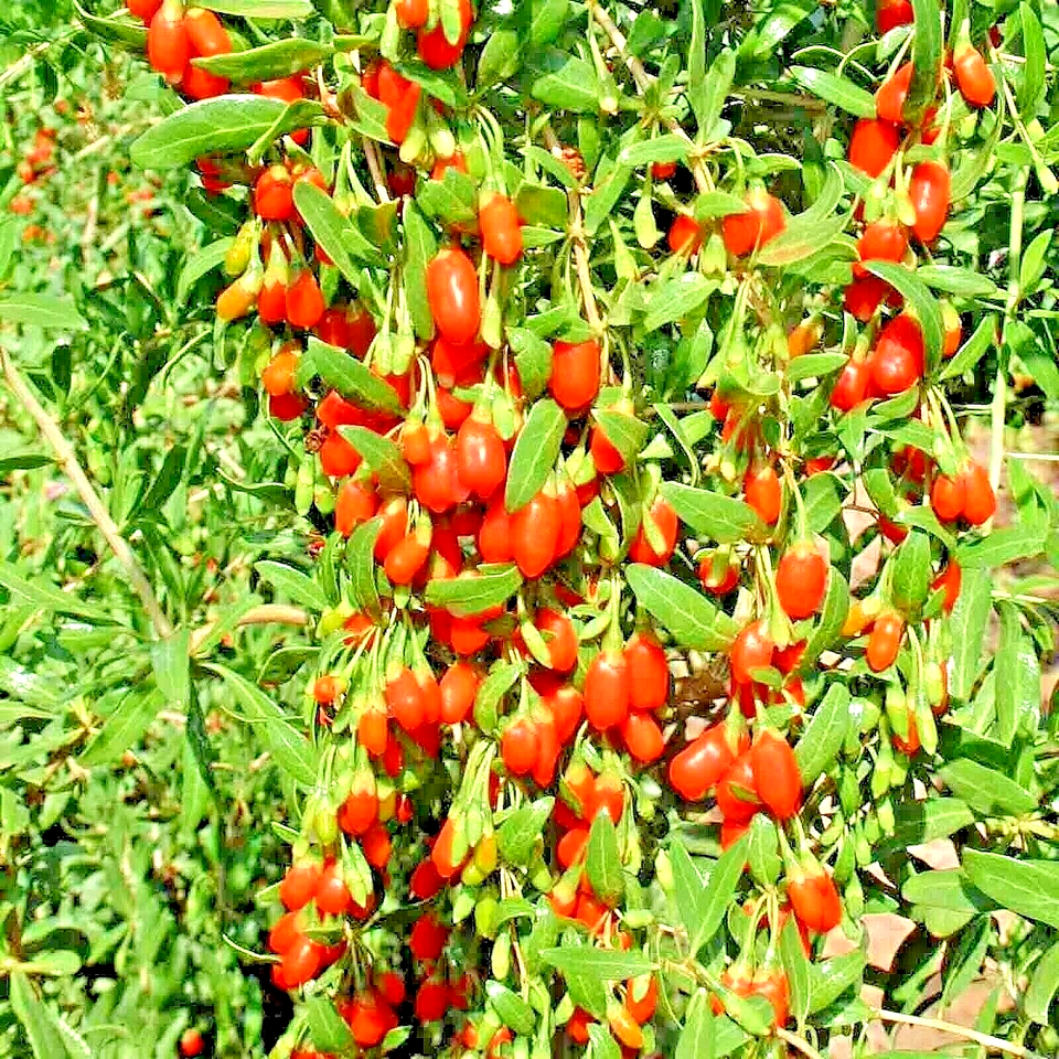 150 Goji Berry Fruit Seeds | www.seedsplantworld.com