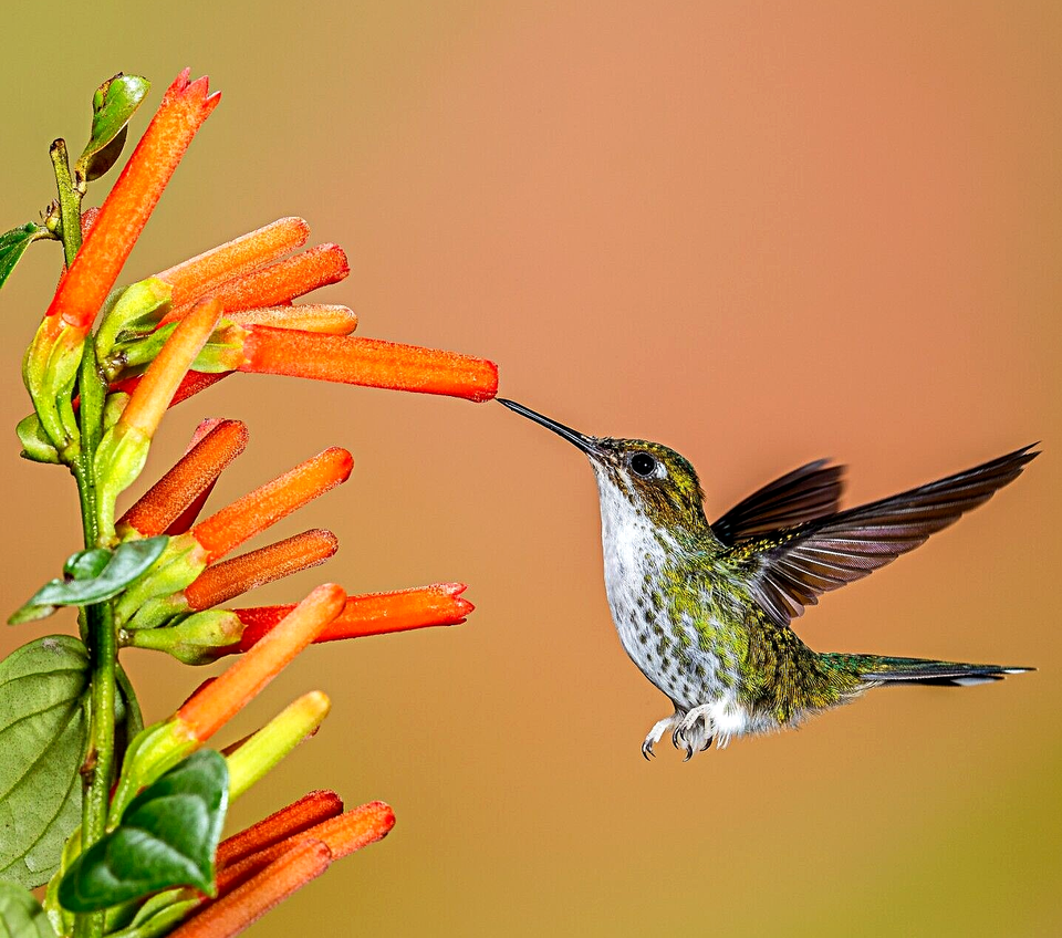 1200 Wildflowers Spring Hummingbird Mix Butterfly Pollinators Bees Flower Seeds | www.seedsplantworld.com