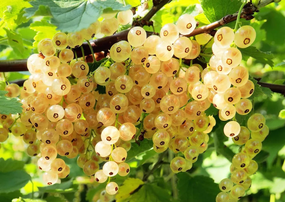 Gooseberry and Currant 1 Year Large Bare Root Plants (4 Varieties)