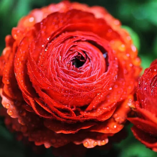 10 Ranunculus Red Shades Bulbs Plants