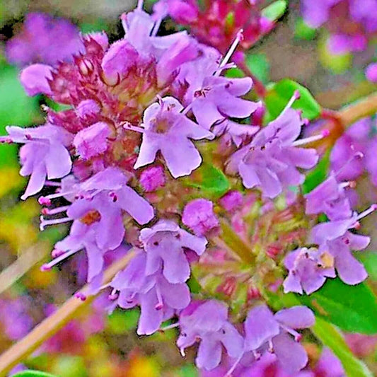 4000 Creeping Thyme Purple Groundcover Lawn Herb Drought Arid Perennial Flower Seeds | www.seedsplantworld.com