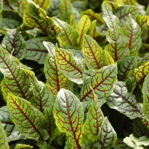 250 Red Veined Sorrel Seeds Heirloom Non-GMO Herb Seeds | www.seedsplantworld.com