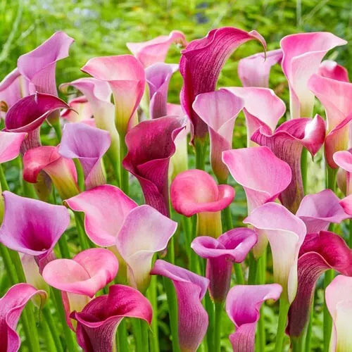 4 Out In Style Calla Lily Blend Live Flower Plant Bulbs Elegant Designs Bulbs Plant