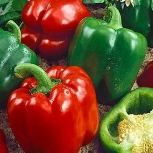 30 California Wonder 300 TMR Bell Pepper Seeds Heirloom Non-GMO Vegetable Seeds | www.seedsplantworld.com