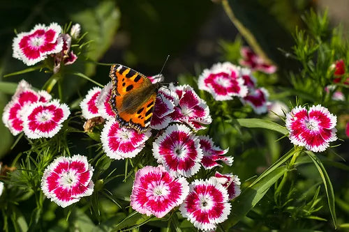 50 Holborn Glory Dianthus Barbatus Red & White Flower Seeds | www.seedsplantworld.com