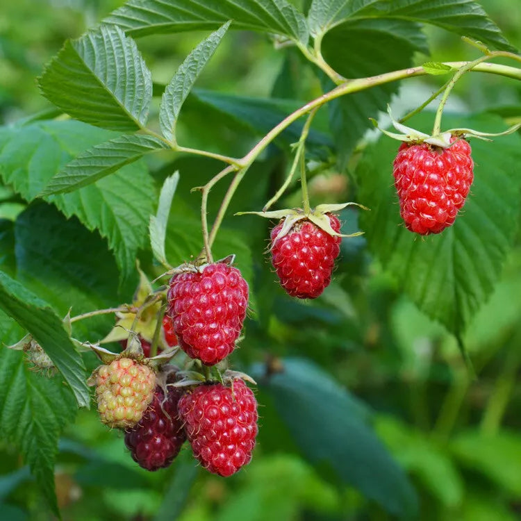 1 - 12 Heritage Raspberry Starter Plants - Ever Bearing - Dark Red Berries