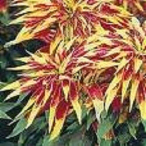 150 Tricolor Amaranthus Perfecta Summer Poinsettia Amaranth Flower Seeds | www.seedsplantworld.com