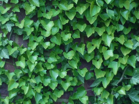 10 Boston Ivy Parthenocissus Tricuspidata Veitchii Vine Seeds | www.seedsplantworld.com