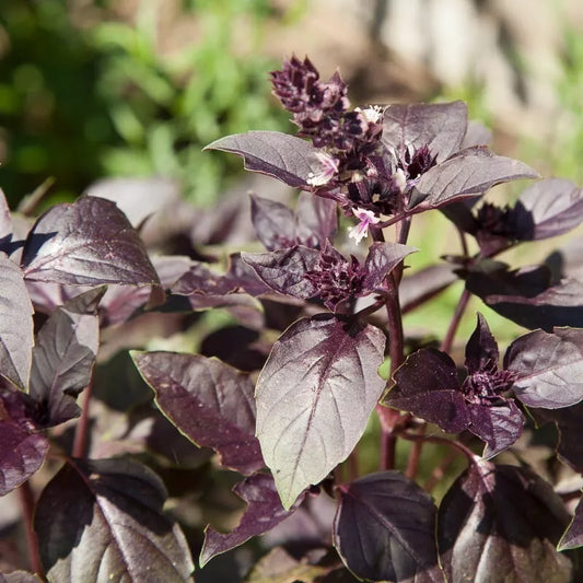 500 Dark Opal Basil Seeds Heirloom Non-GMO Herb Seeds | www.seedsplantworld.com