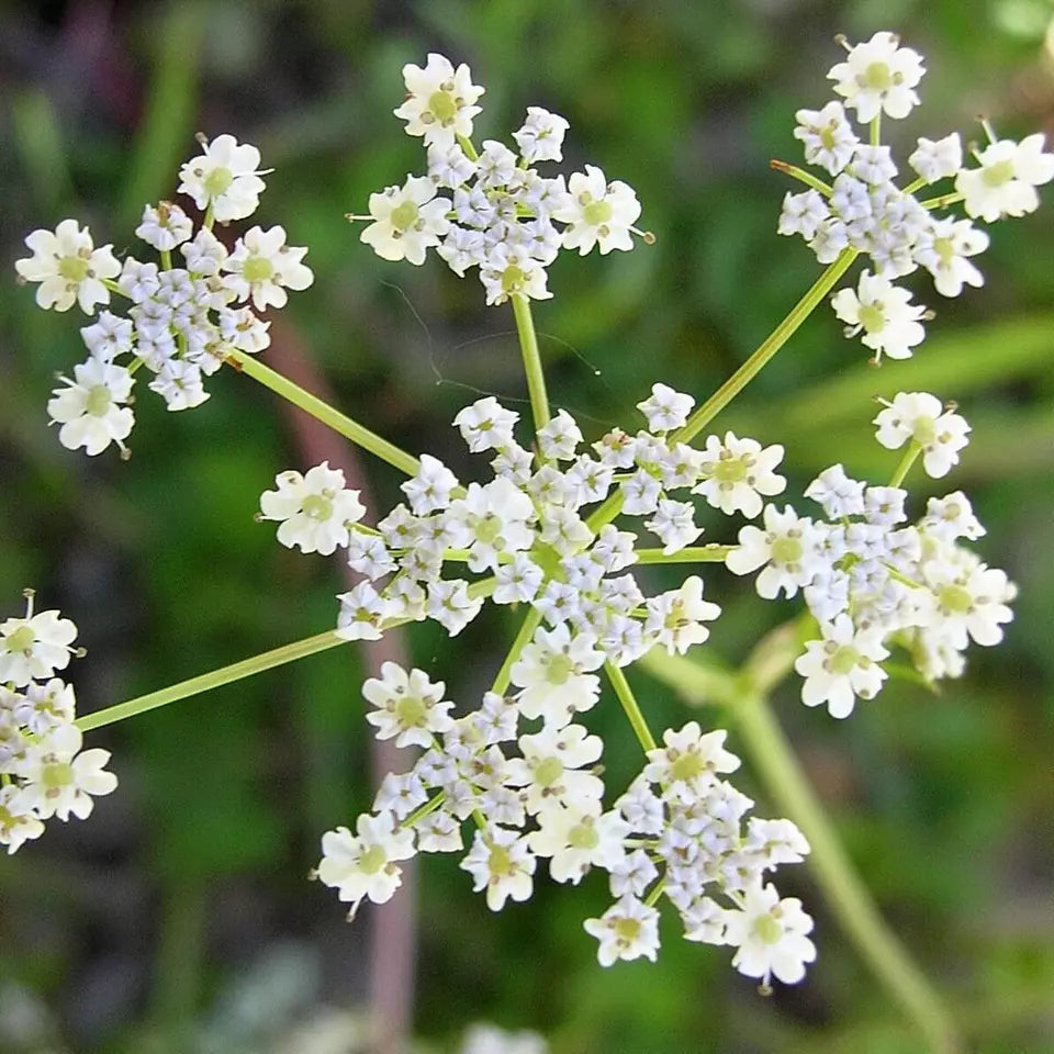 100 Caraway Seeds Heirloom Non-GMO Herb Seeds | www.seedsplantworld.com