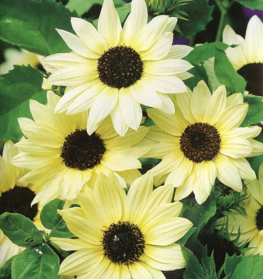 63 Sunflower Italian White Sun Flower Seeds. | www.seedsplantworld.com