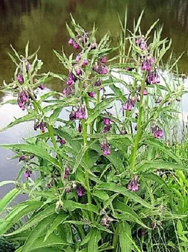 10 True Comfrey Comphrey Symphytum Officinale Herb Seeds | www.seedsplantworld.com