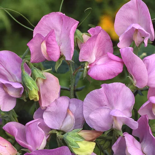 10 Royal Lavender Sweet Pea Seeds Non-GMO Flower Seeds | www.seedsplantworld.com