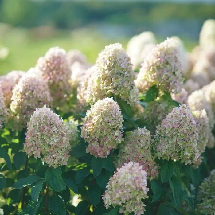 Limelight Prime Panicle Hydrangea Shrub Live Plant 12-18" In A Quart Pot | www.seedsplantworld.com