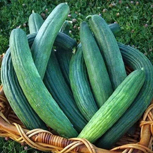 30 Metki Armenian Dark Green Cucumber Seeds Heirloom Non-GMO Vegetable Seeds | www.seedsplantworld.com