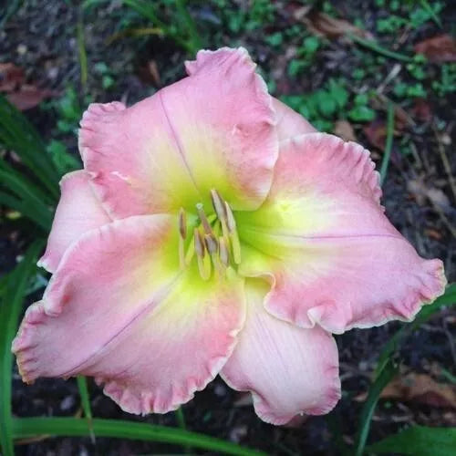 2 Daylily Lavender Blush Reblooming Perennial Flower Bulb Bare Root Plants | www.seedsplantworld.com