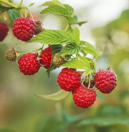 Meeker Red Raspberry Great Flavor High Sugar Content Potted (1-2 Year) Fruit Plants | www.seedsplantworld.com