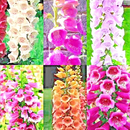 3000 Foxglove Mix Flower Seeds | www.seedsplantworld.com