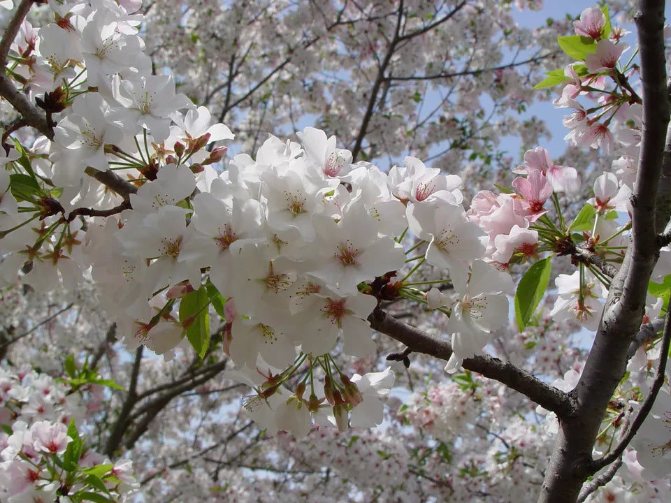 Snowgoose Flowering Cherry Tree Live Plant 2.5" Pot