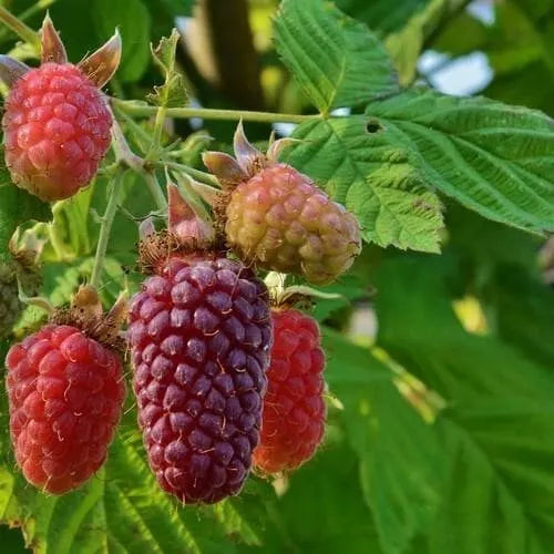 1 Tayberry Live Plant All Natural Grown Raspberry And Blackberry Cross Fruit Tree