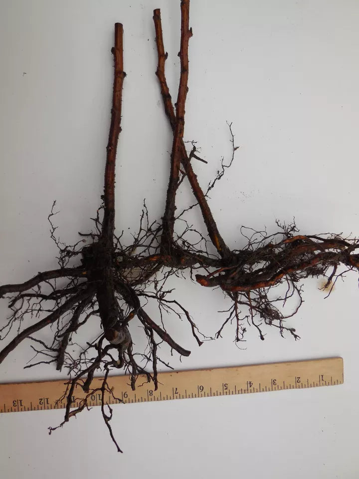 Cascade Harvest - 2 Year Old Bare Root Canes - Very Large Firm Berries | www.seedsplantworld.com