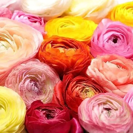 10 Ranunculus Mixed Color Shades Bulbs Plants