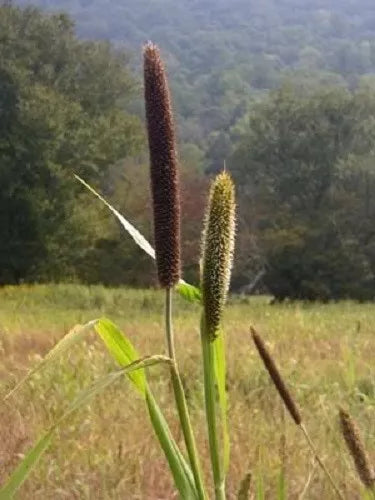 100 Foxtail Millet Ornamental Grass Flower Seeds | www.seedsplantworld.com