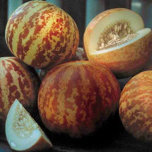 10 Tigger Melon Seeds Heirloom Non-GMO Fruit Seeds | www.seedsplantworld.com