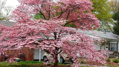 Pink Dogwood Tree Live Plant 8-12" Tall 2.5" Pot