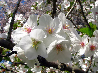 Snowgoose Flowering Cherry Tree Live Plant 2.5" Pot