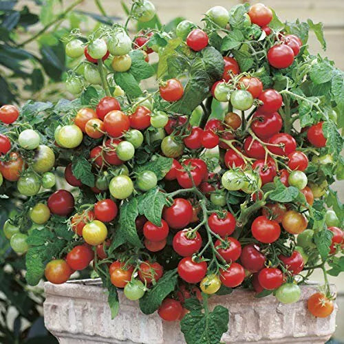 15 Tiny Tim Tomato Seeds Non-GMO Vegetable Seeds | www.seedsplantworld.com