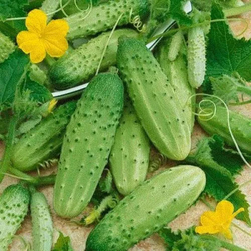 28 Cucumber Carolina Cucumber Pickling Vegetable Seeds | www.seedsplantworld.com