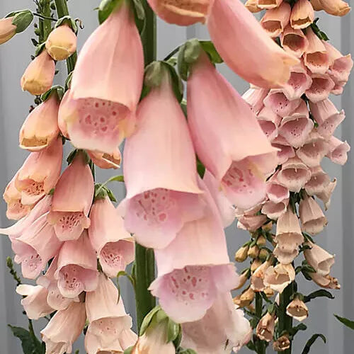 200 Apricot Beauty Foxglove Seeds Non-GMO Flower Seeds | www.seedsplantworld.com