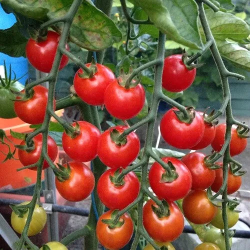 10 Supersweet 100 Tomato Seeds Super Sweet 100 Tomato Seeds (F1) Non-GMO Vegetable Seeds | www.seedsplantworld.com