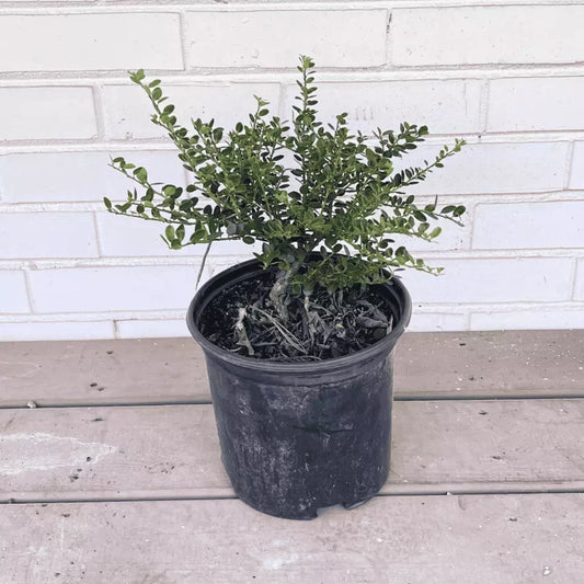 1 Gallon Potted Plant Helleri Japanese Holly Ilex Crenata 'Helleri'  Tree Plants