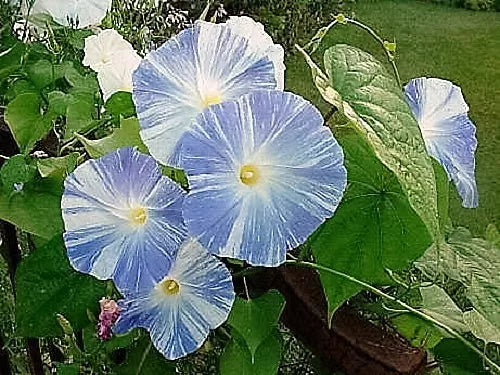 50 Blue & White Flying Saucers Morning Glory Flower Vine Ipomoea Purpurea Seeds | www.seedsplantworld.com