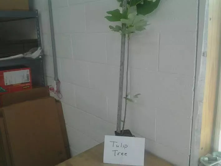 Tulip Tree Qt Pot Live Plant In A 1 Qt. Pot 8-12" Tall | www.seedsplantworld.com